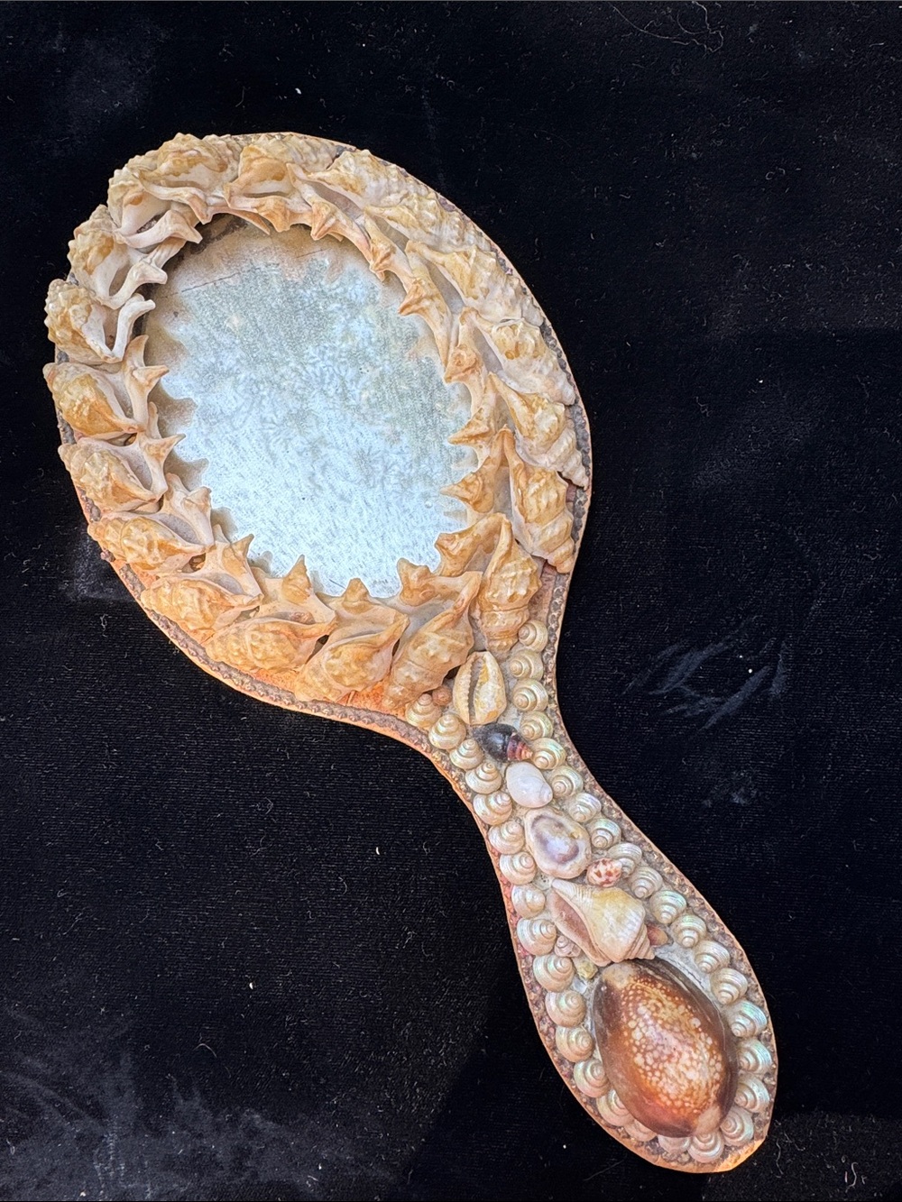Antique Victorian Shellwork Hand Mirror. Pelican’s Foot, Cowrie & Top Shells